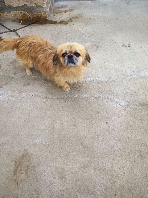 Pekines, 1 il — Gəncə