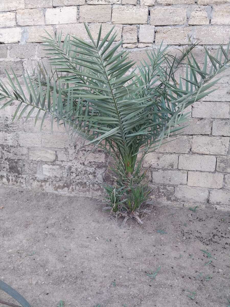 Satılır torpaq 7 sot — Torpaq, Bakı (2)