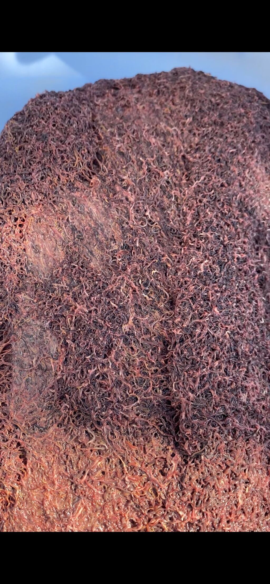 Balıqlar üçün canlı yem Truboçnik. Hər növ balıq üçün uyğundur. 100 — Akvariumlar və balıqlar, Bakı (3)