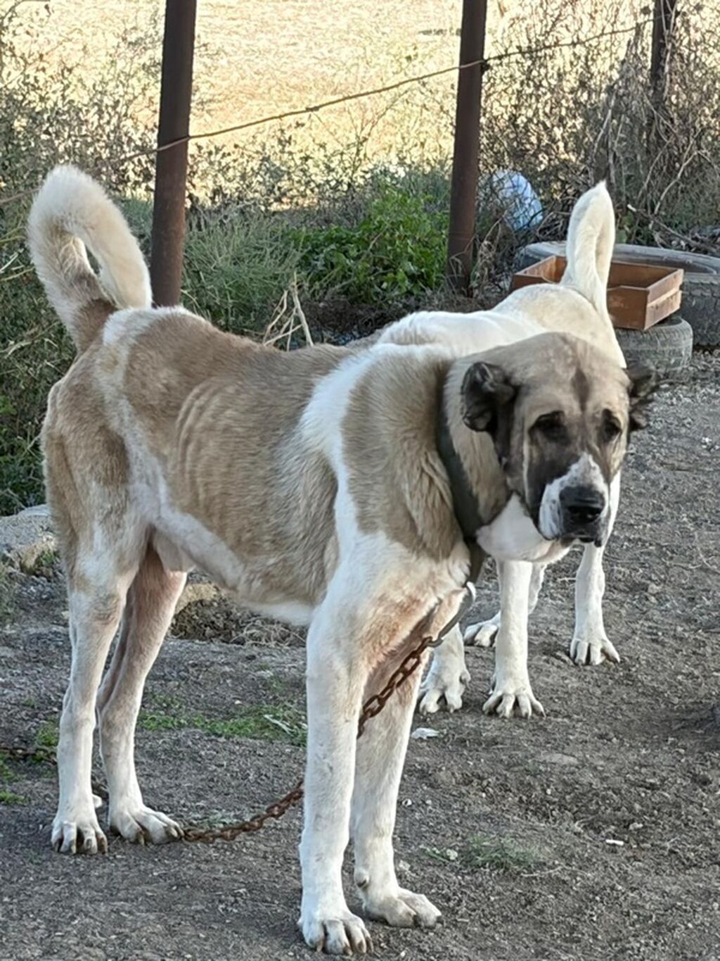 Qurdbasar, 3 il, Erkək, Peyvəndli, Rayonlara çatdırılma — Köpəklər, Mehdiabad (2)