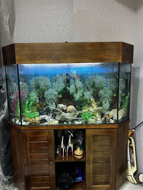 Böyük 450 l akvarium. Wkafi demiz aqacdandi wiwmir curumur indiki — Saray