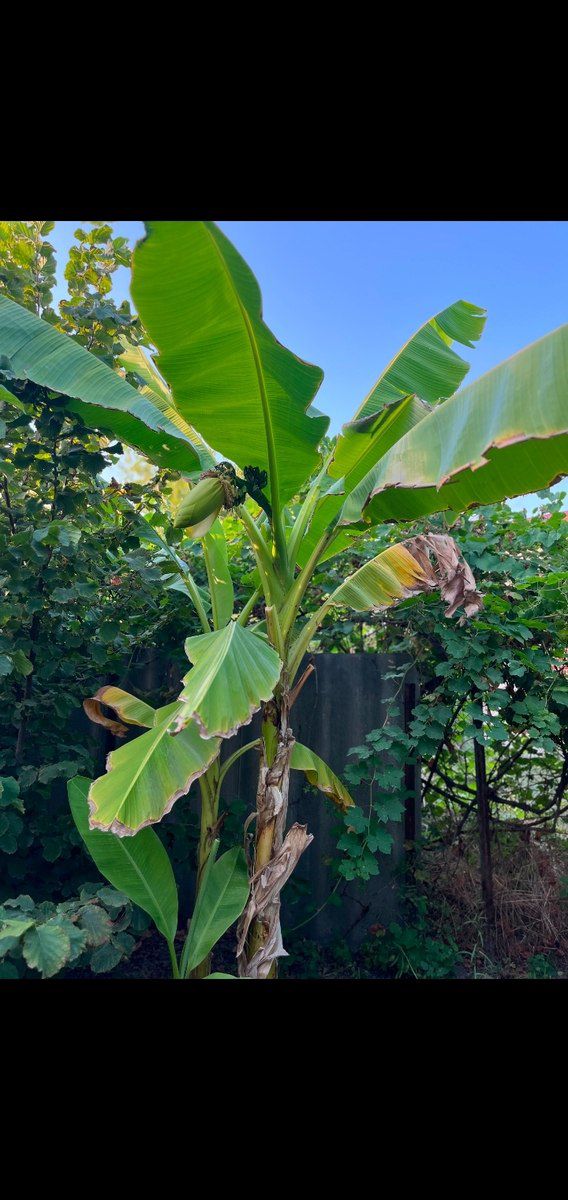 Banan ağacı — Bitkilər, Sabirabad (4)
