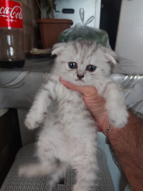 Şotland pişiyi balası — Bakı