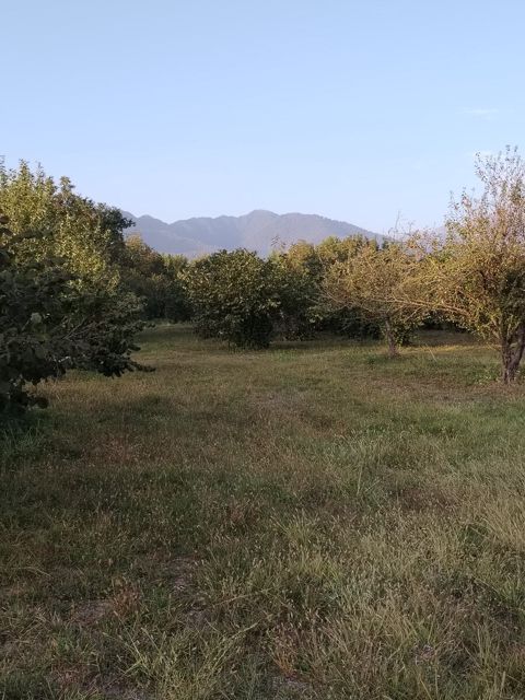 29 sot torpaq sahəsi, Qəbələ ş — Qəbələ