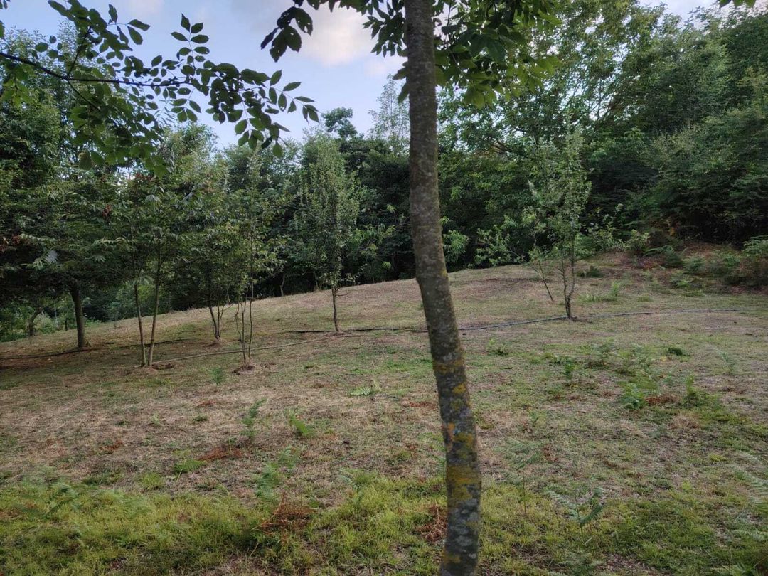 Satılır torpaq 4 sot — Torpaq, Lerik (7)