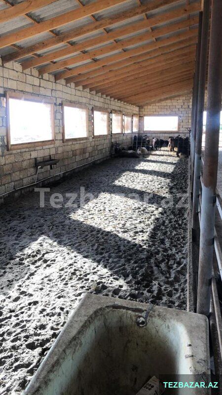 Fermа satılır İmişlidə — Ofis, İmişli (7)