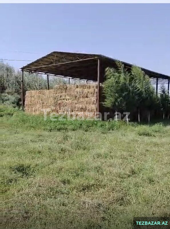 Salyanda Ferma Satılır — Torpaq, Salyan (6)