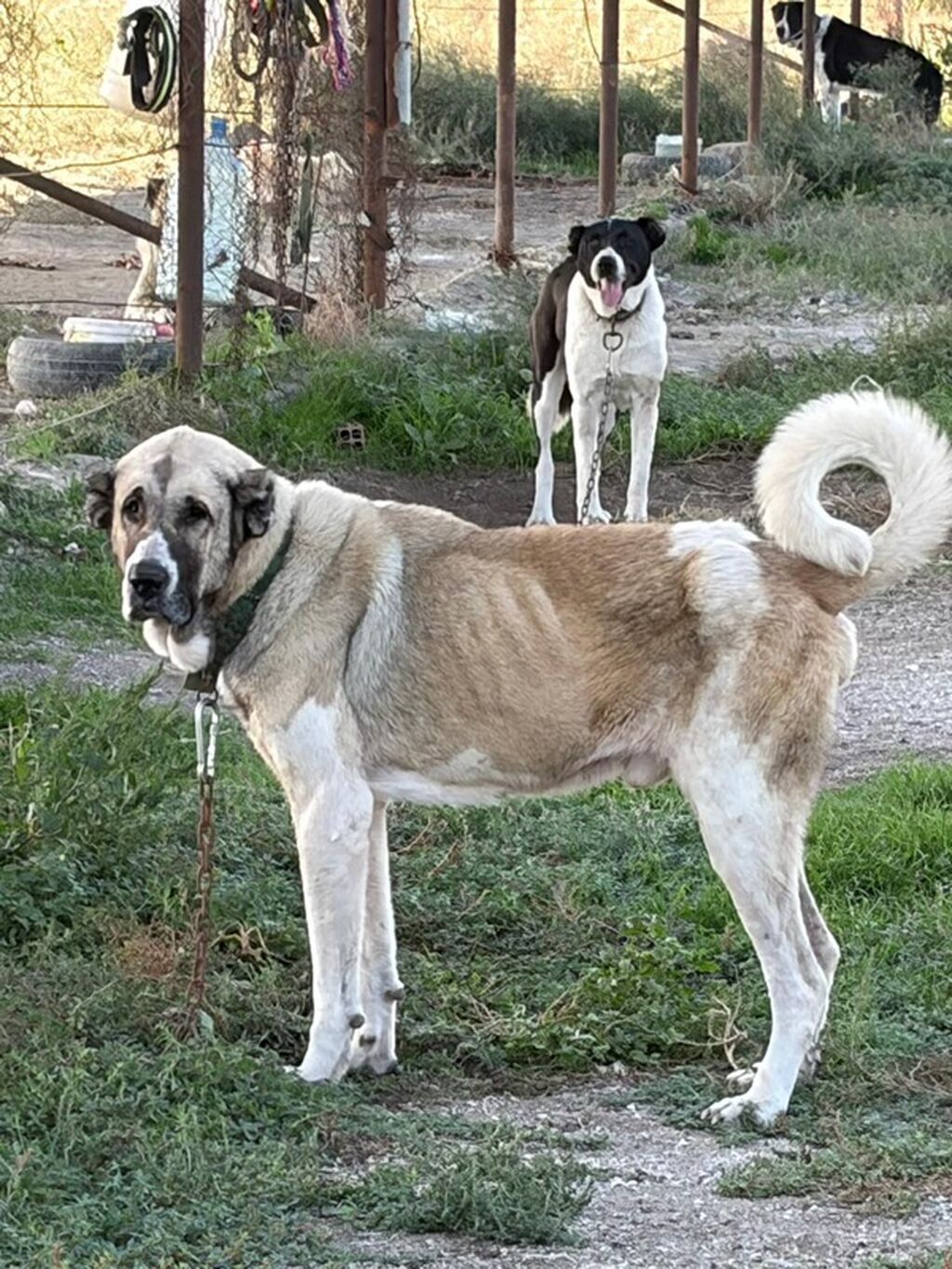 Qurdbasar, 3 il, Erkək, Peyvəndli, Rayonlara çatdırılma — Köpəklər, Mehdiabad (3)