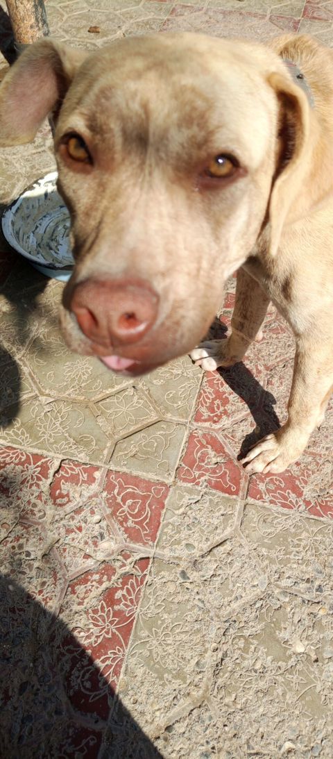 8 ayliq pitbull qiymet 100 razlasmq olar — Bakı