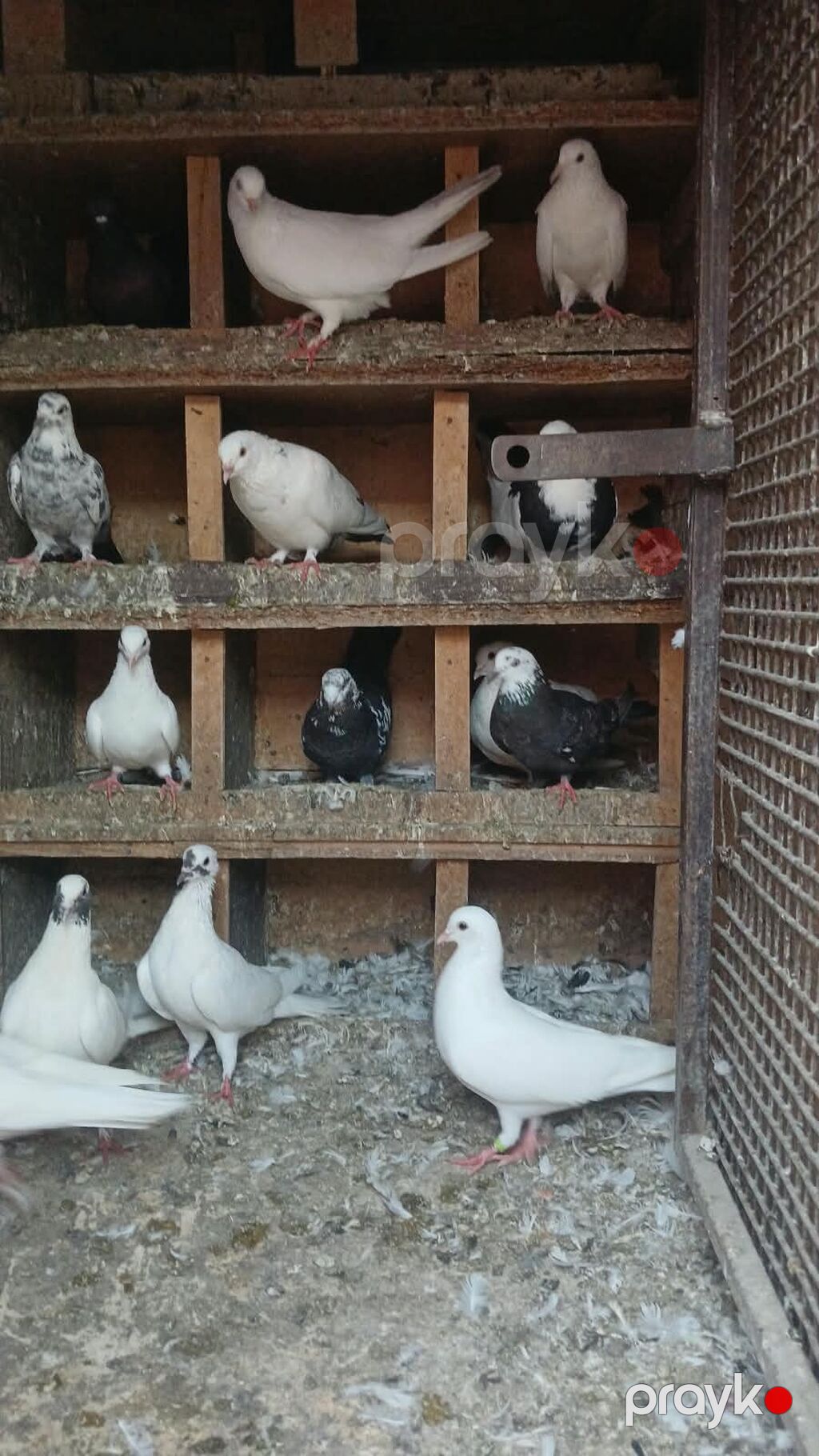 Yuva qarşig gəl apar - Növ: dekorativ/ev göyərçinləri (ağ, qara — Kunalar, Masazır (5)