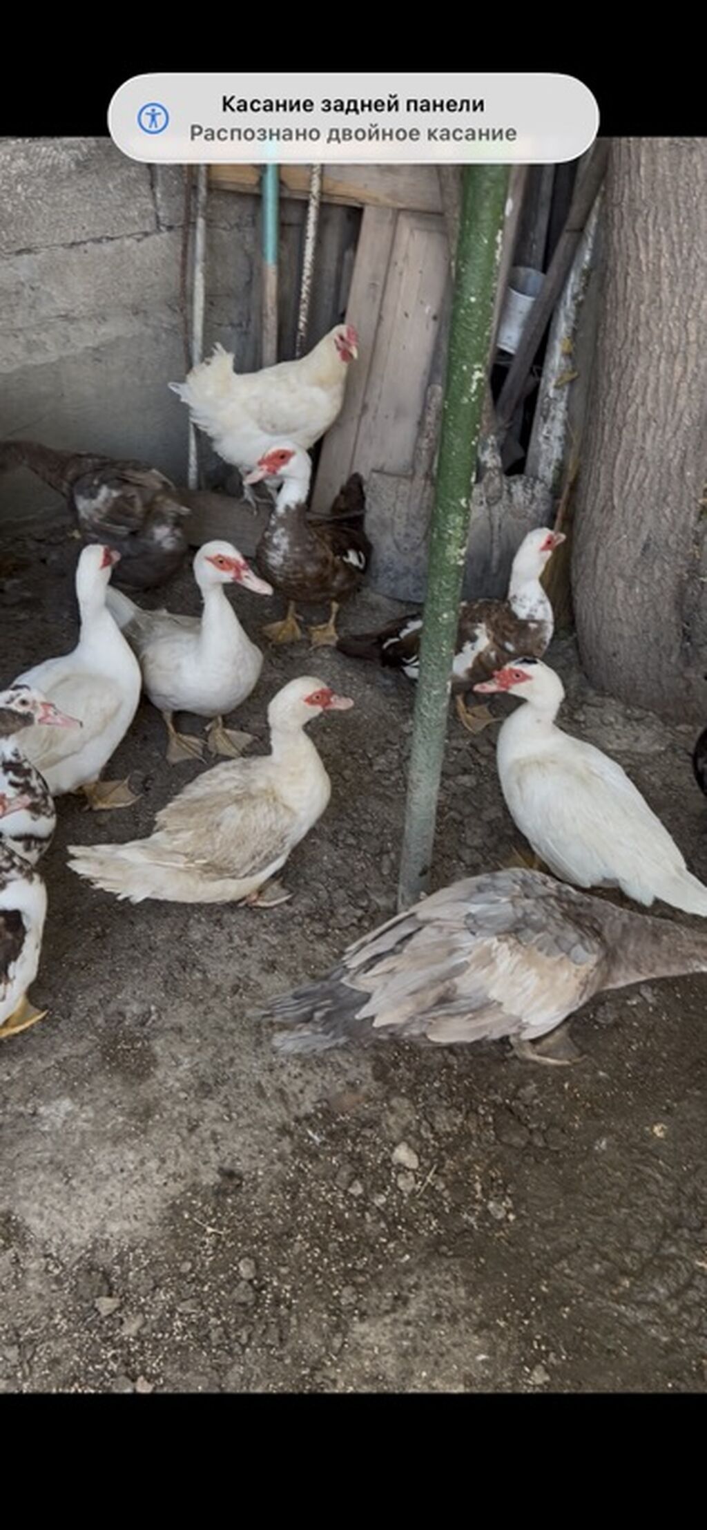 Muscovy ördəkləri (indoqa) – müxtəlif rənglərdə sürü - Növ — Digərləri, Sanqaçal