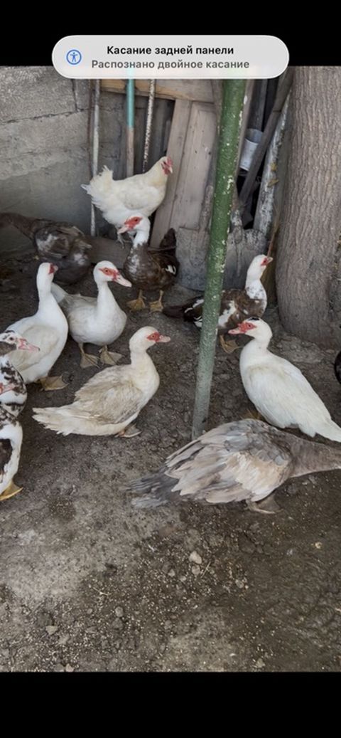 Muscovy ördəkləri (indoqa) – müxtəlif rənglərdə sürü - Növ — Sanqaçal