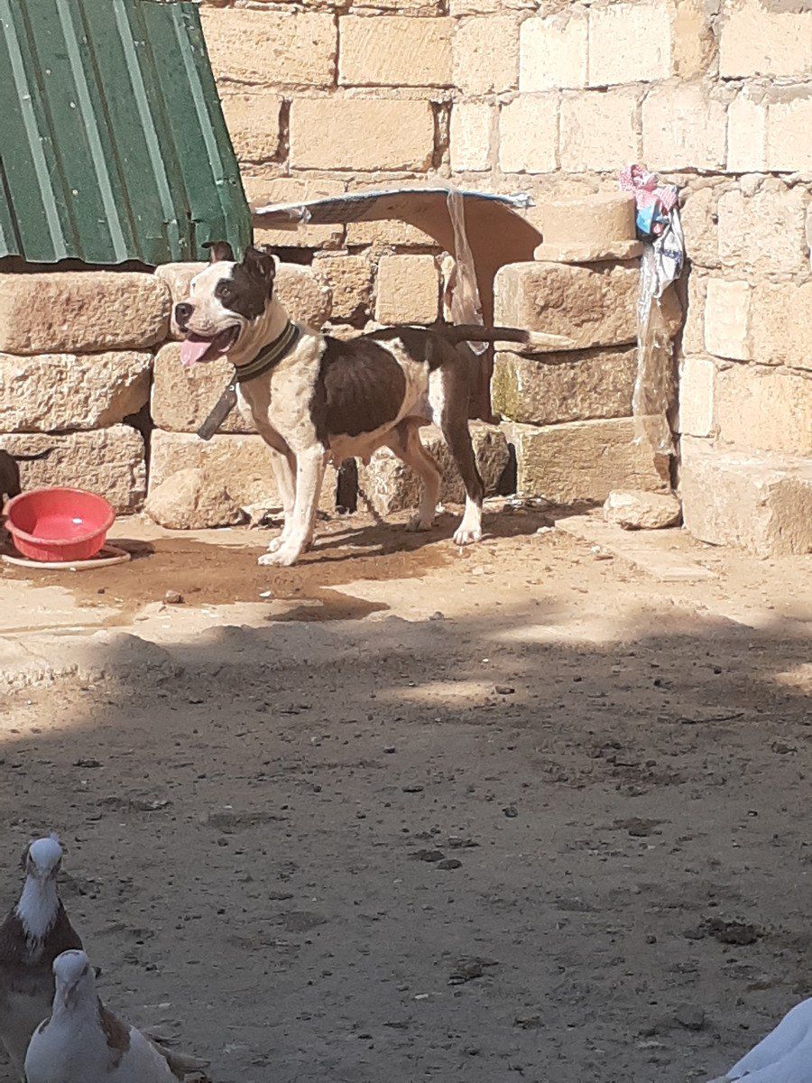 Pitbul — Köpəklər, Bakı (2)