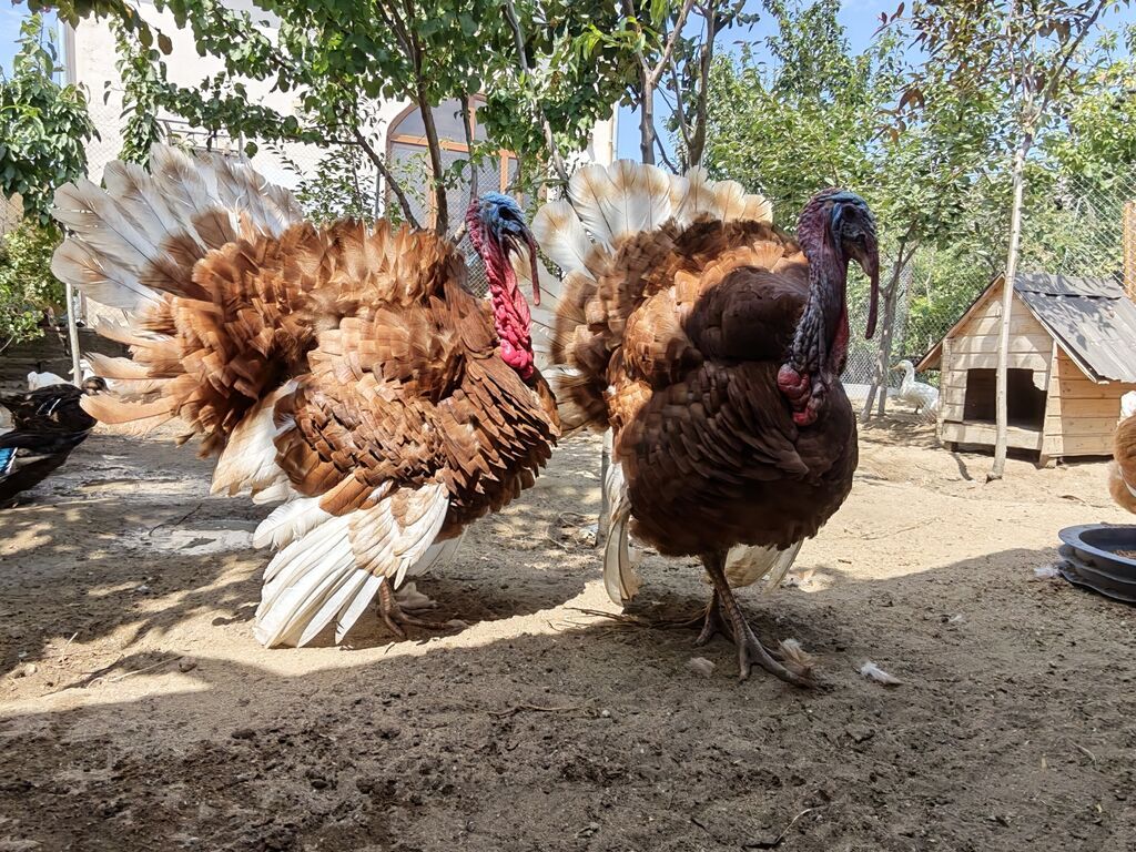 Dişi, Holland, Yumurtalıq, Ünvandan götürmə — Digərləri, Digah (9)