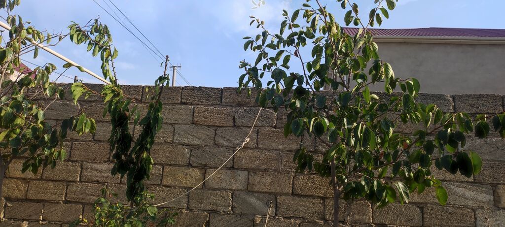 2 sot, Tikinti, Mülkiyyətçi, Kupça (Çıxarış) — Torpaq, Digah (10)