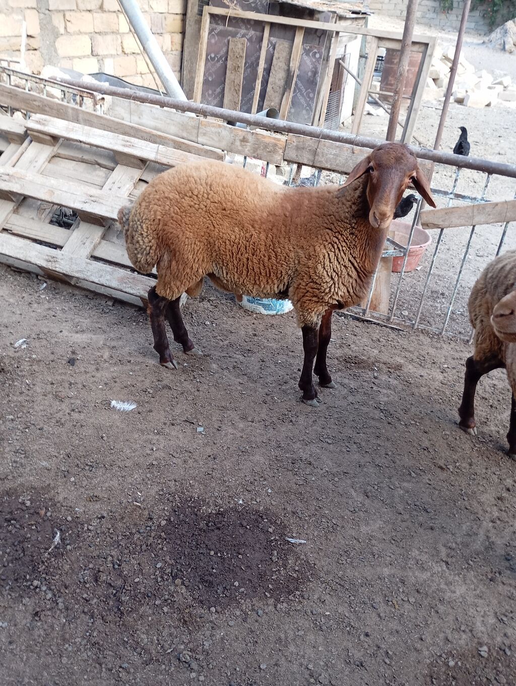 Erkey togludu fevral quzusudu — Kənd təsərrüfatı heyvanları, Xırdalan