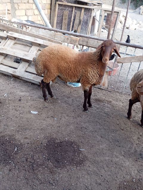 Erkey togludu fevral quzusudu — Xırdalan