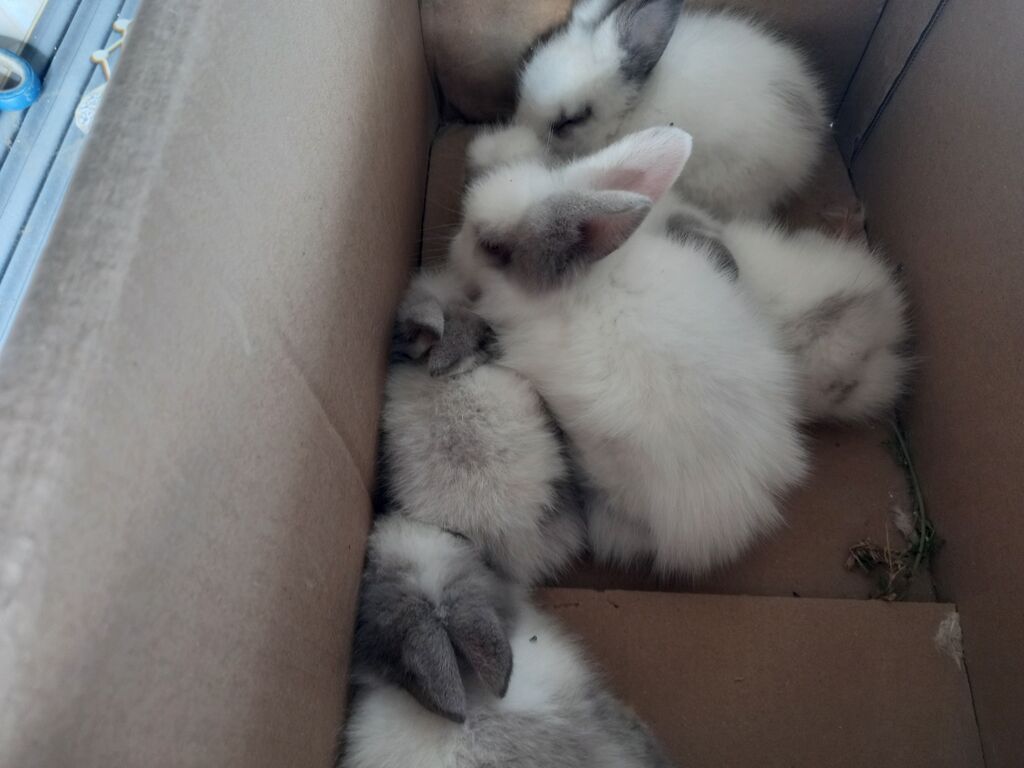 Məhsul: Angora tipli tüklü dovşan balaları Təsvir: - Qarlı-ağ və boz — Dovşanlar, Xırdalan (5)
