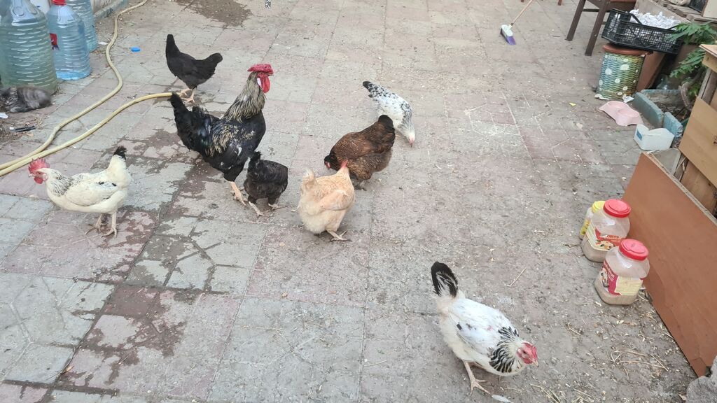 Unvan baki babek pr nzs 6eded toyuq 15aznden 1eded xoruz 25aznden — Digərləri, Bakı (5)