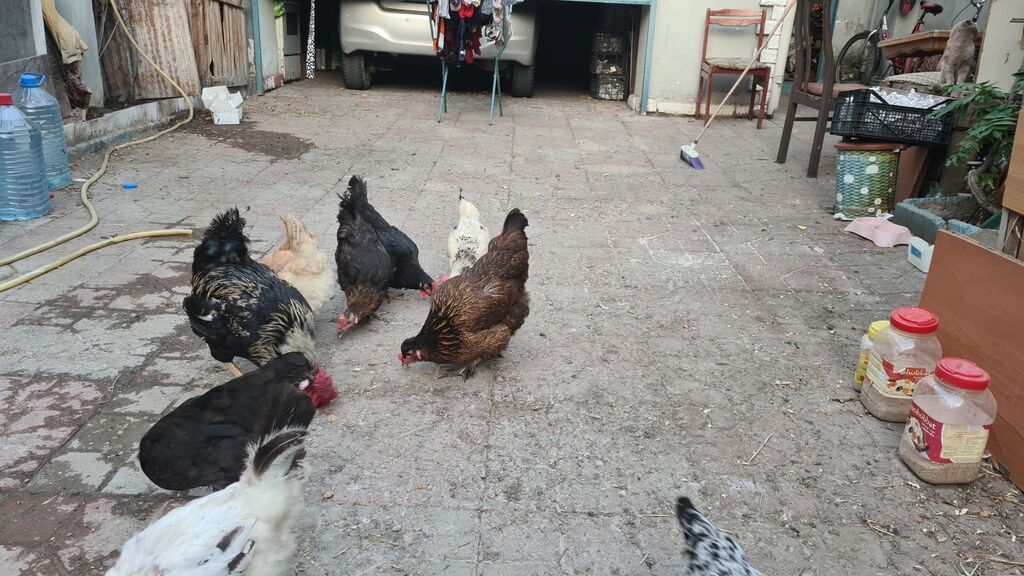 Unvan baki babek pr nzs 6eded toyuq 15aznden 1eded xoruz 25aznden — Digərləri, Bakı (4)