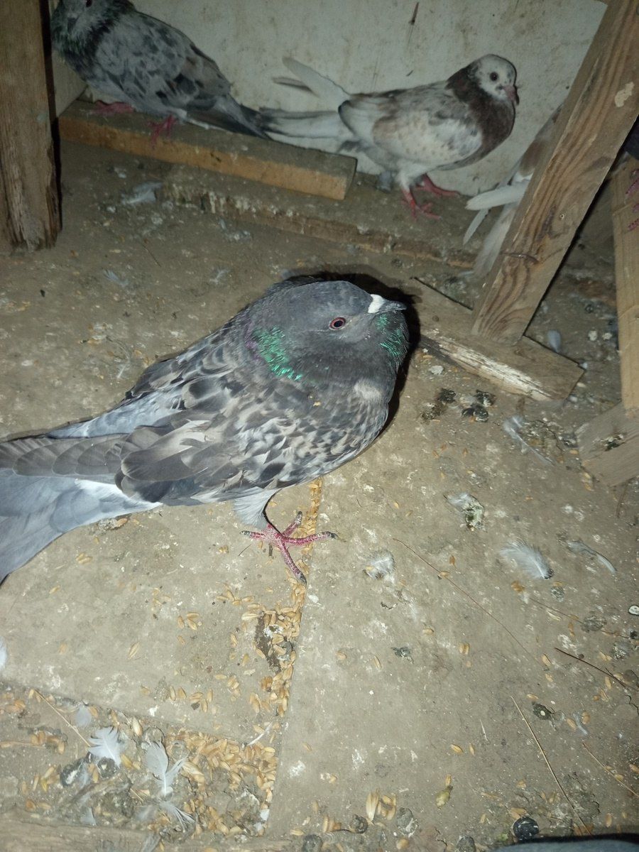Göyərçinlər — Quşlar, Cəlilabad