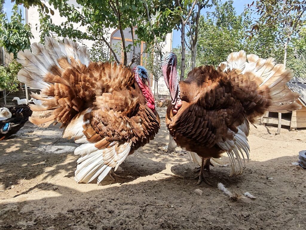 Dişi, Holland, Yumurtalıq, Ünvandan götürmə — Digərləri, Digah (10)