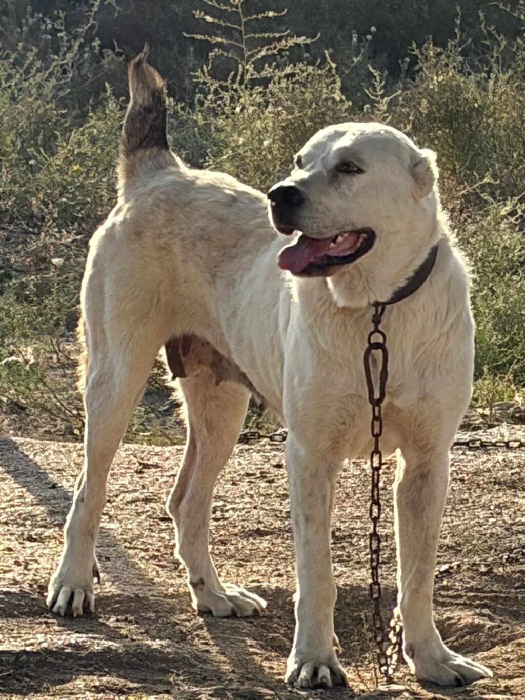 Alabay, 2 il, Dişi, Peyvəndli, Rayonlara çatdırılma — Köpəklər, Mehdiabad (3)