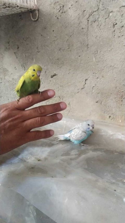 Tutuquşu — Bakı