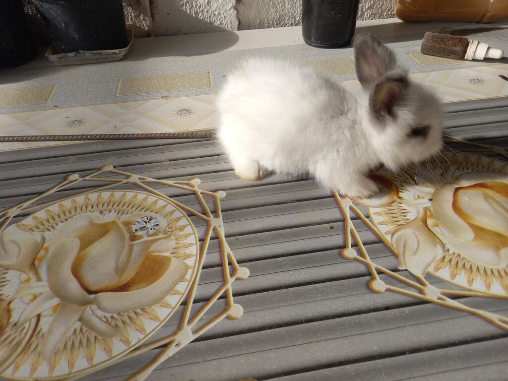 Məhsul: Angora tipli tüklü dovşan balaları Təsvir: - Qarlı-ağ və boz — Dovşanlar, Xırdalan (2)