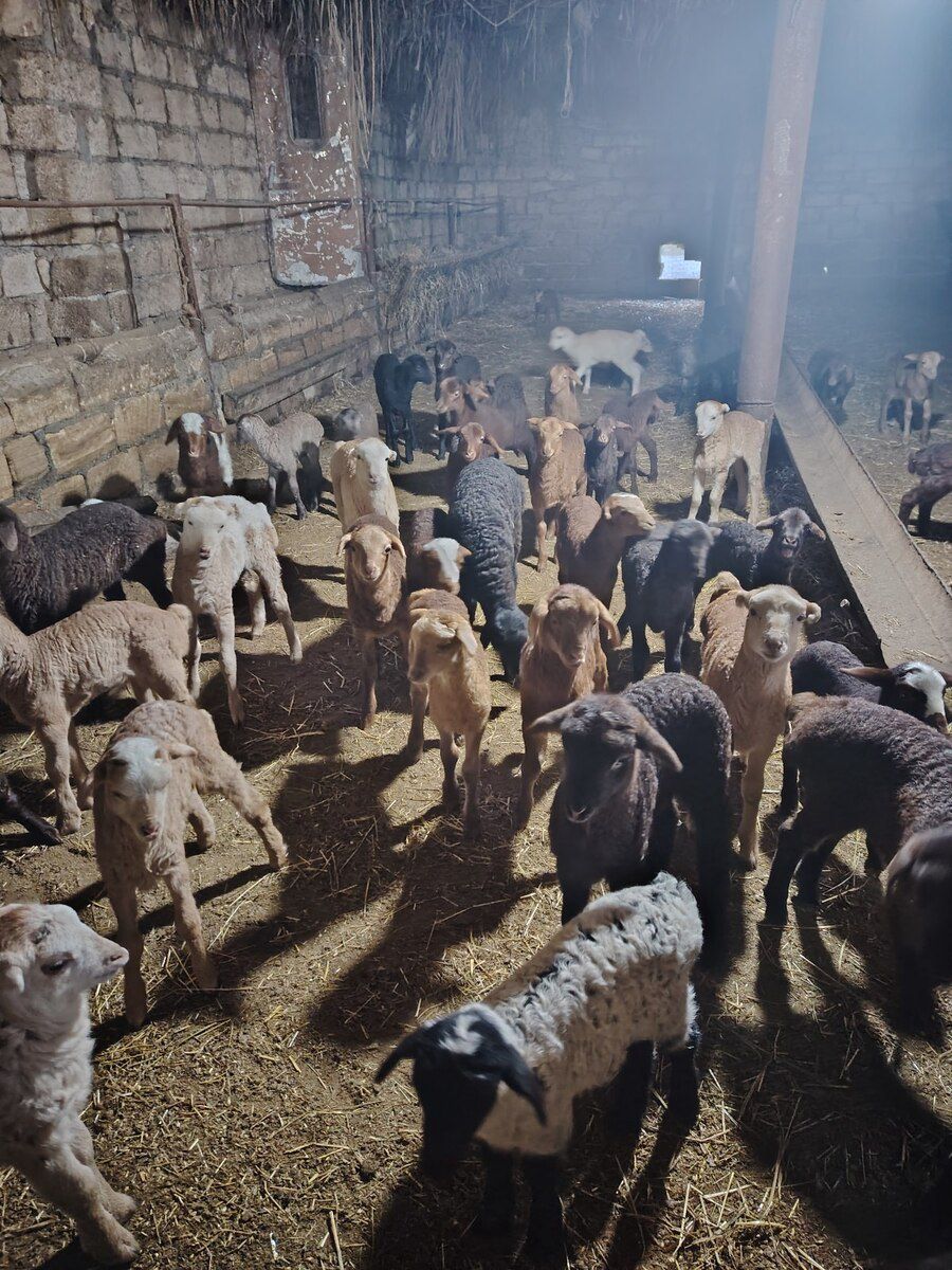 Qoyunlar — Kənd təsərrüfatı heyvanları, Şabran (2)