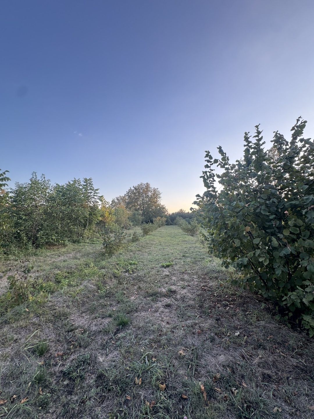 Satılır torpaq 22 sot — Torpaq, Qəbələ (2)