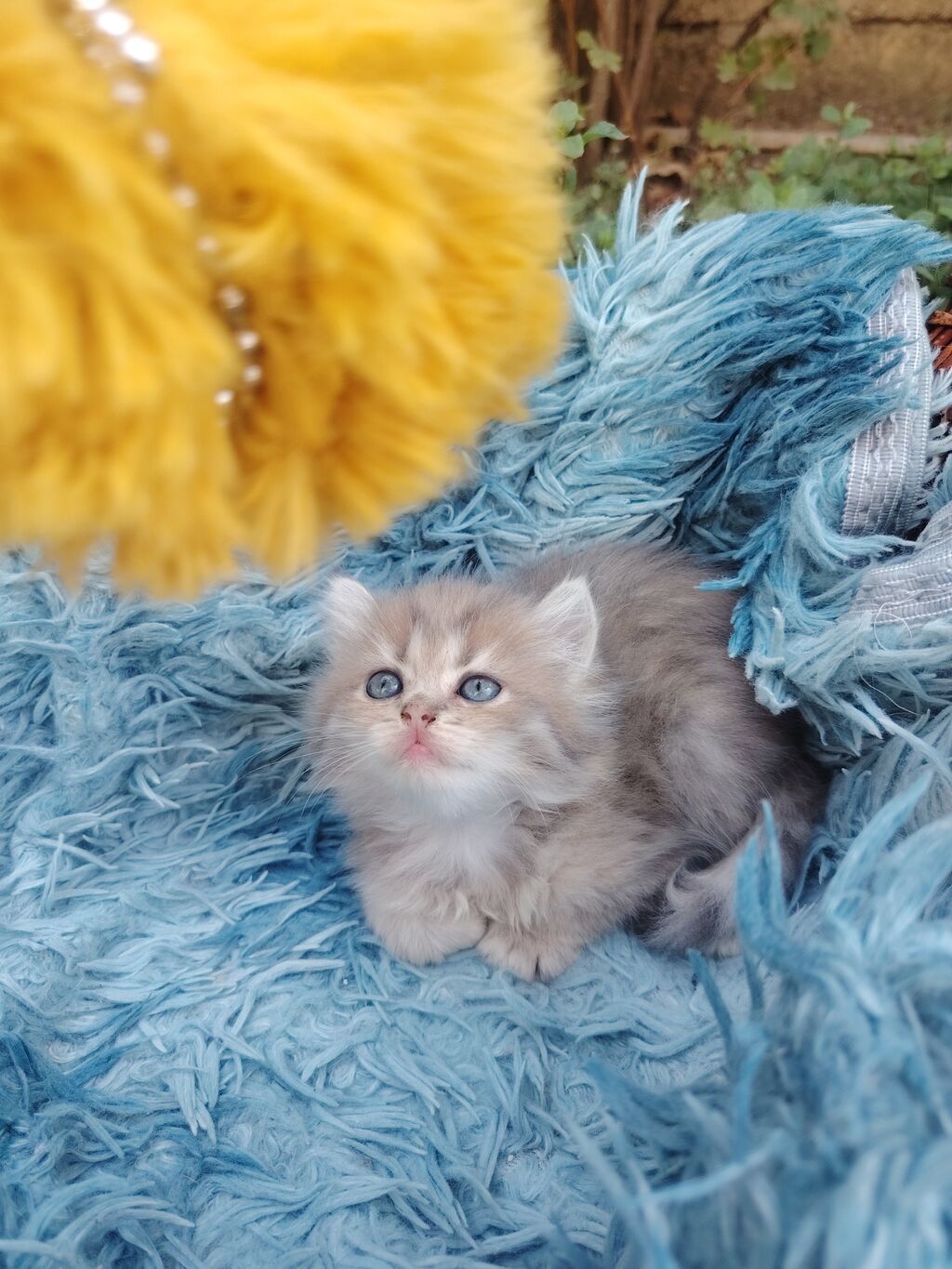 Qızıl şinşilla, Dişi, Yaxşı əllərə, Ünvandan götürmə — Pişiklər, Digah