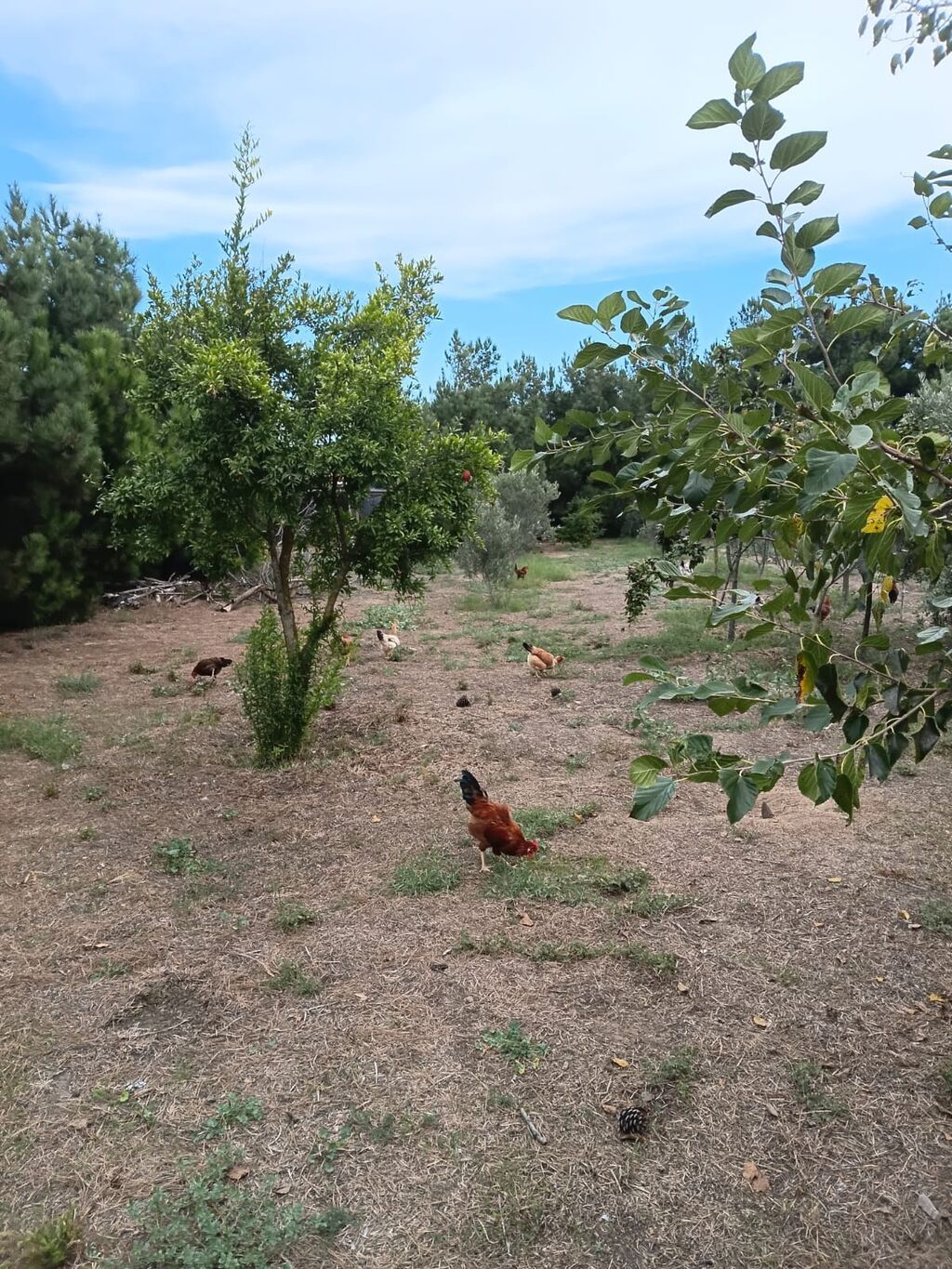 Toyuq, Damazlıq — Toyuq və xoruz, Digah (4)