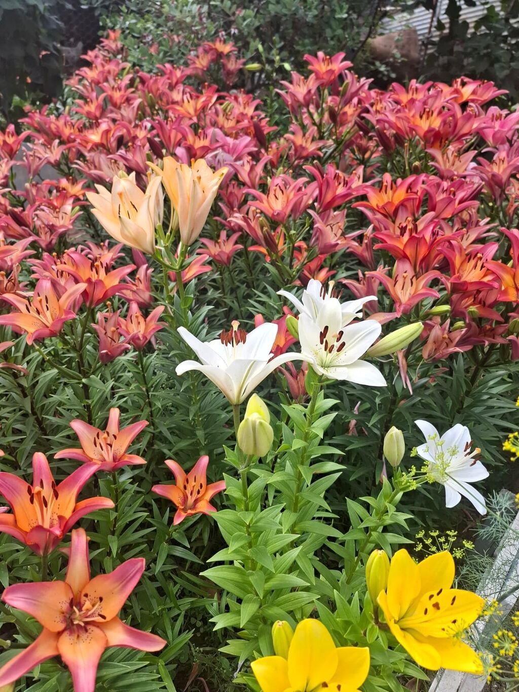 Mövsümi zanbaq (Lilium) soğanları Soğançanın.ədəd qiyməti 4 azn - Növ — Bitkilər, Xaçmaz (3)