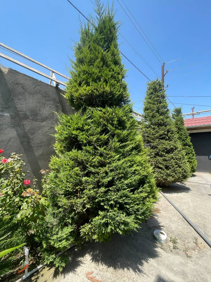 Satılır 4 otaqlı həyət evi/bağ evi 200 m² — Ev, villa, Bakı (12)