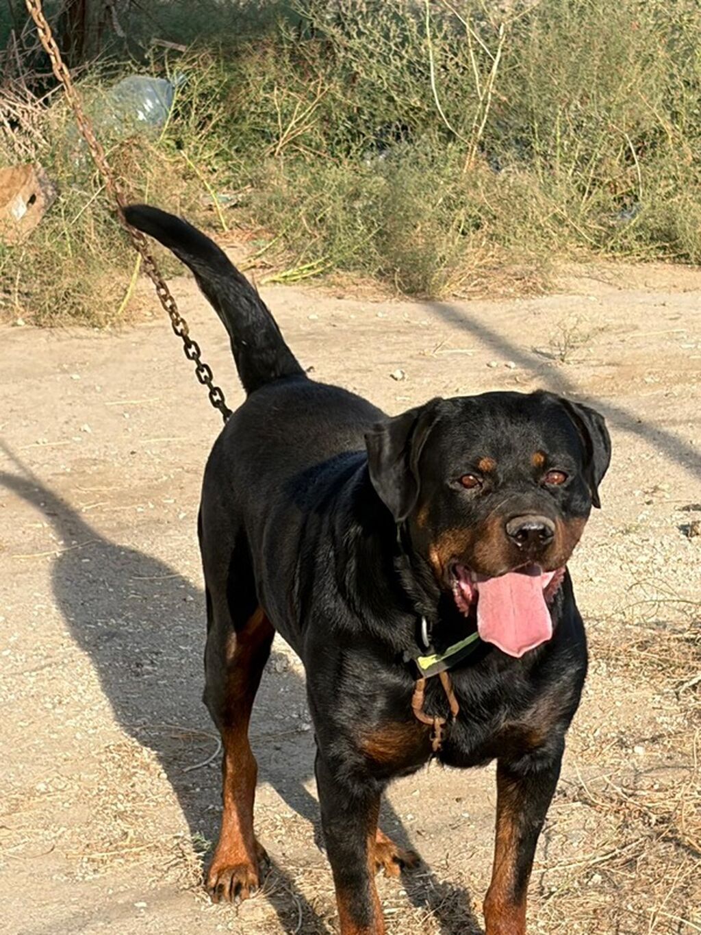 Rotveyler, 2 il, Erkək, Rayonlara çatdırılma — Köpəklər, Mehdiabad (2)