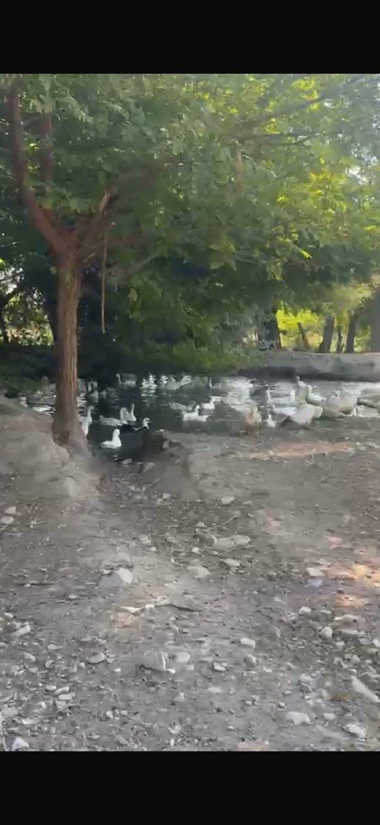 Pekin ördəyi və qazı — Quşlar, Oğuz (2)