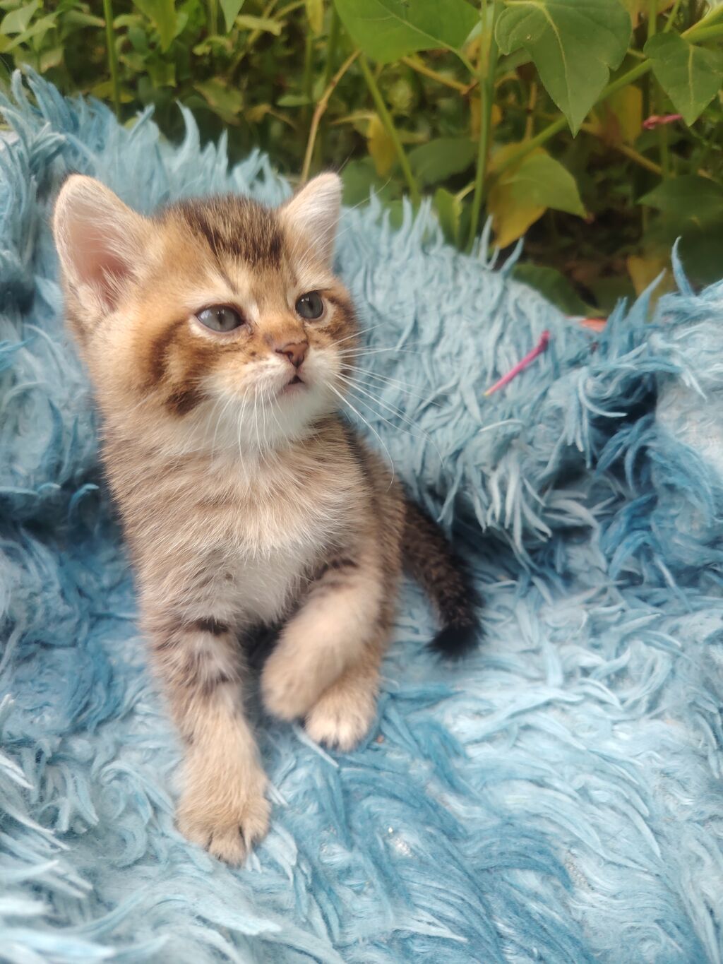 Qızıl şinşilla, Erkək, Yaxşı əllərə, Ünvandan götürmə — Pişiklər, Digah (4)