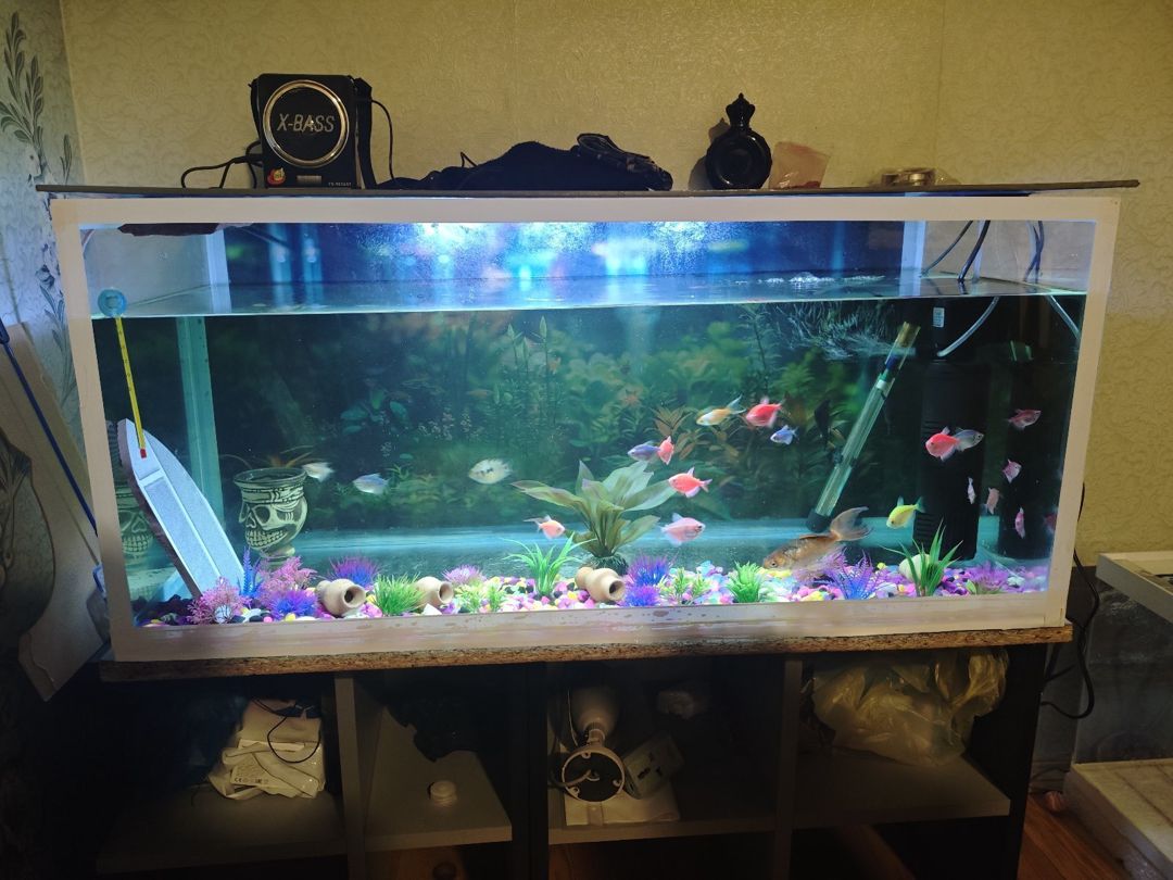Akvarium — Akvariumlar və balıqlar, Bakı (2)