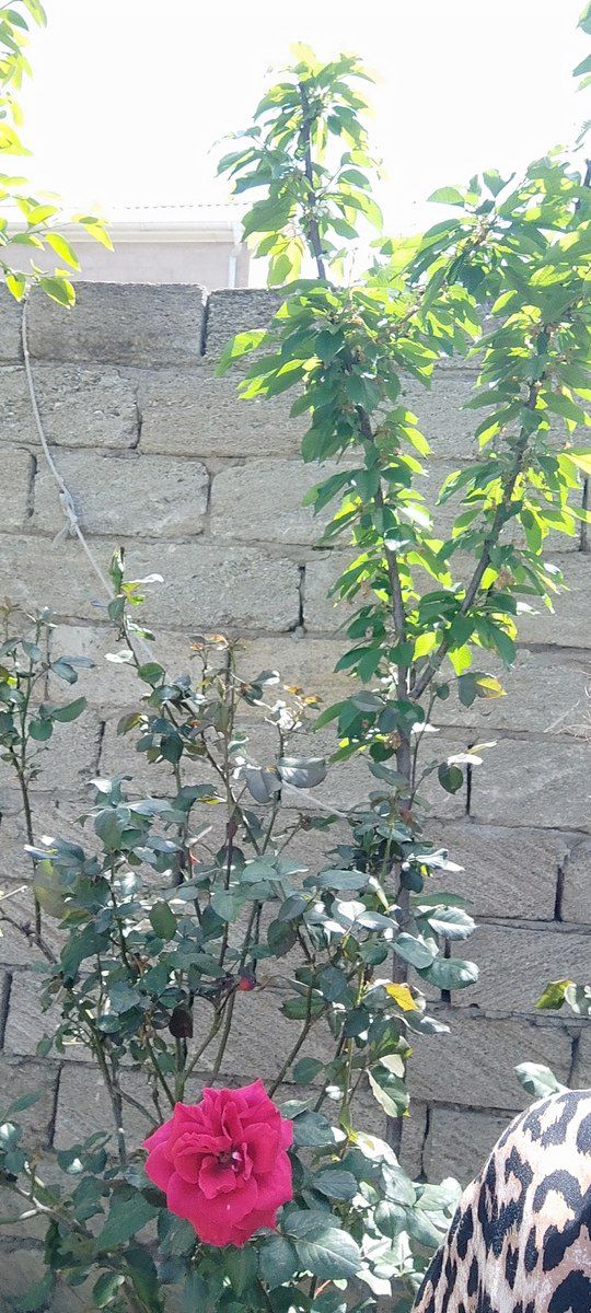 Satılır torpaq 2.5 sot — Torpaq, Bakı (3)
