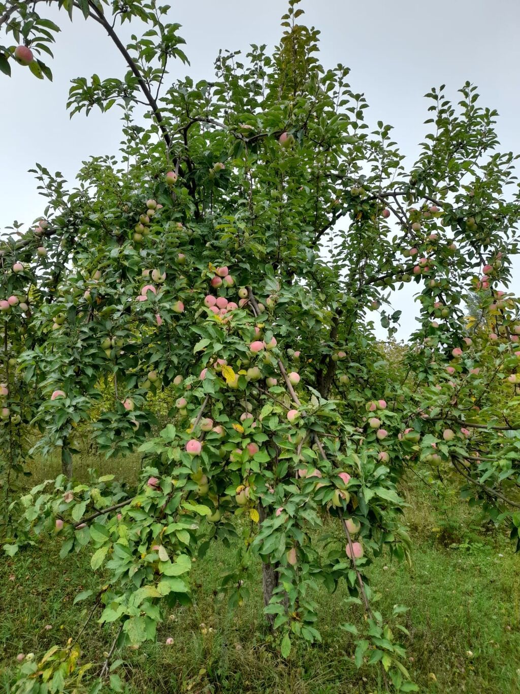 7 sot, Tikinti, Mülkiyyətçi, Kupça (Çıxarış) — Torpaq, Qusar (4)