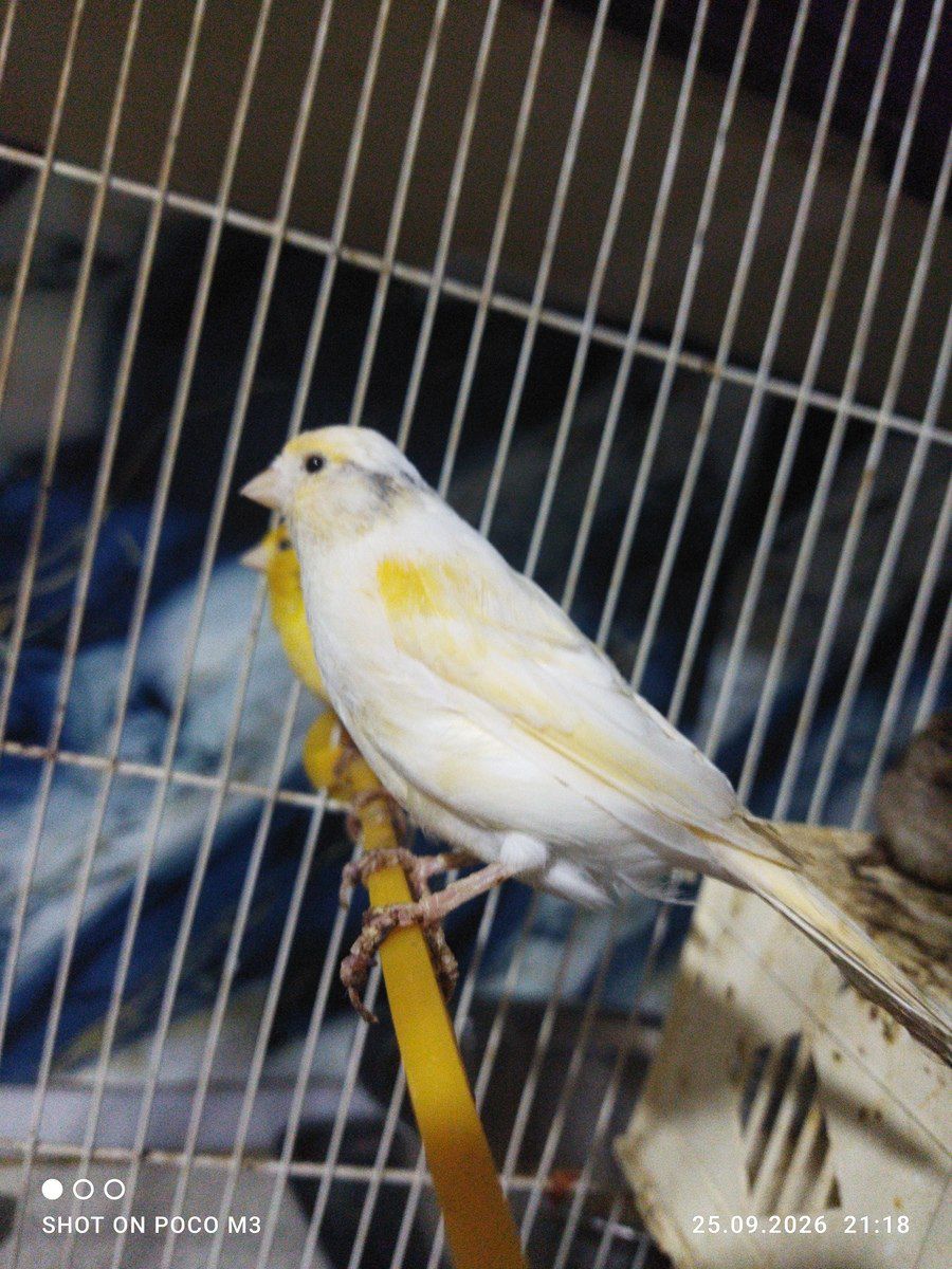 Bülbül — Quşlar, Bakı (3)