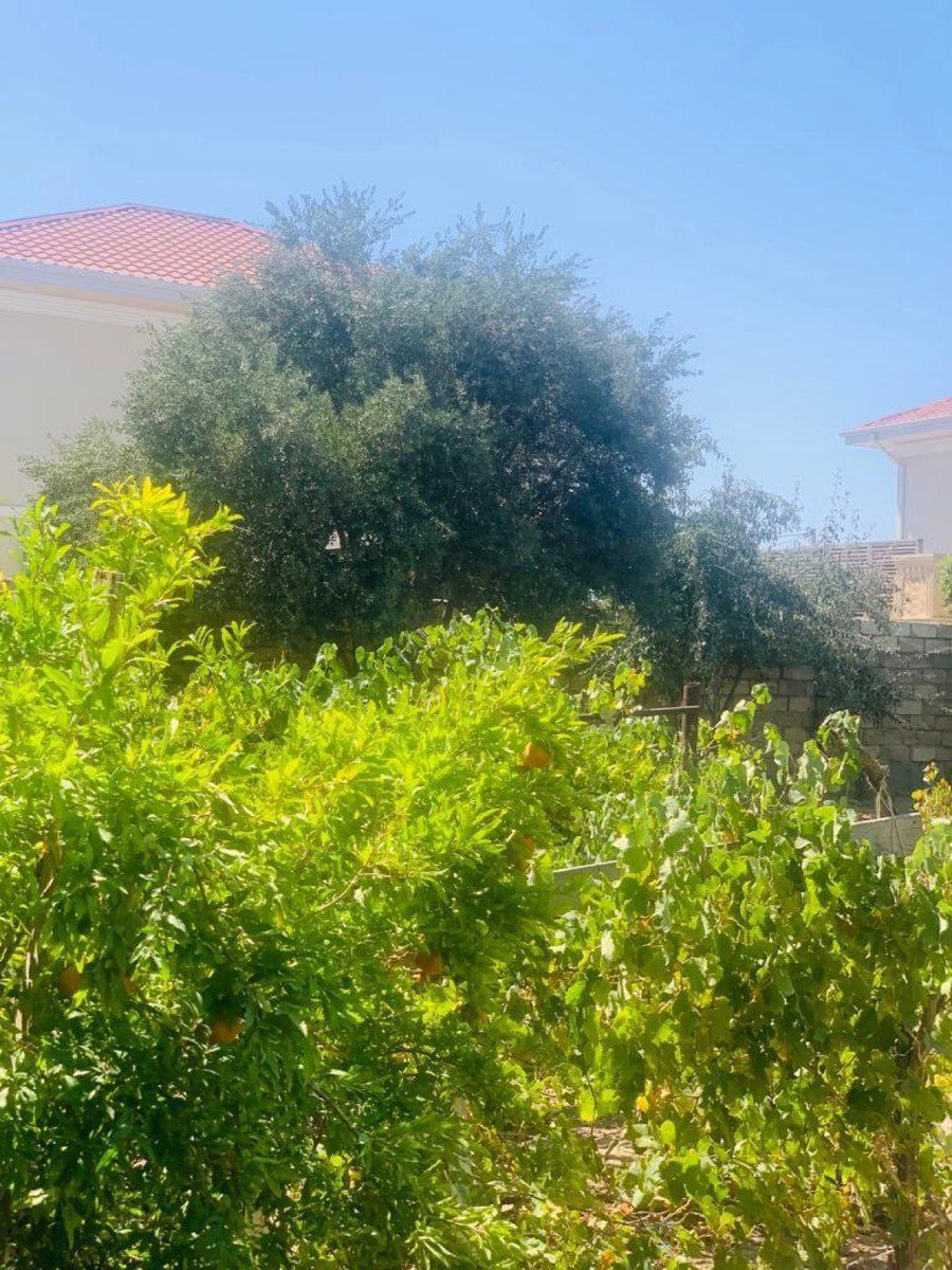 Bağ evi kirayə verilir, Mərdəkan qəs — Ev, villa, Bakı (7)