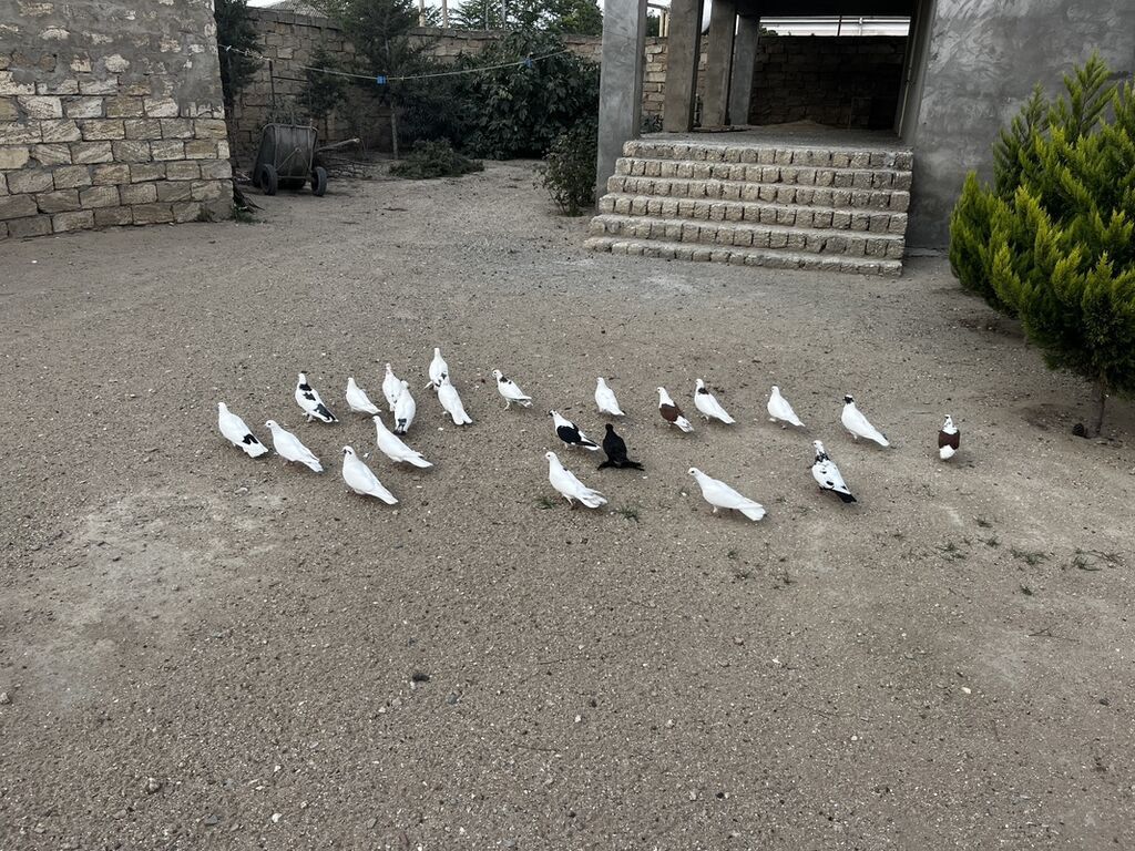 Tərgizmədi 20quşdu sonu 3.5dən — Göyərçin, Digah (2)