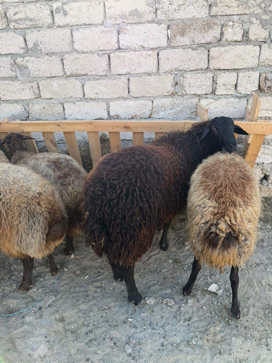 Qoçlar — Kənd təsərrüfatı heyvanları, Bakı (5)