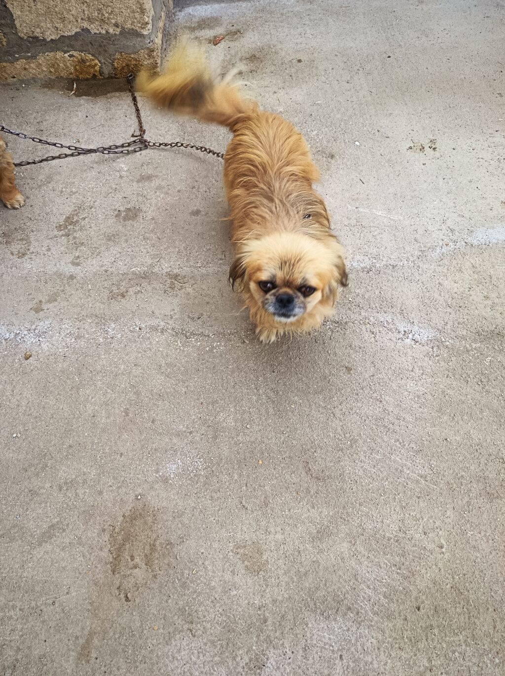 Pekines, 1 il — Köpəklər, Gəncə (2)