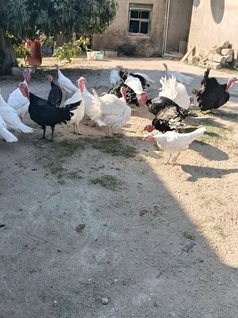 Mayalı hinduşka yumurtası — Bakı
