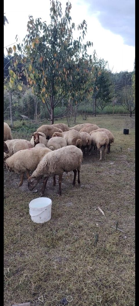 Boğaz qoyunlar — Xaçmaz