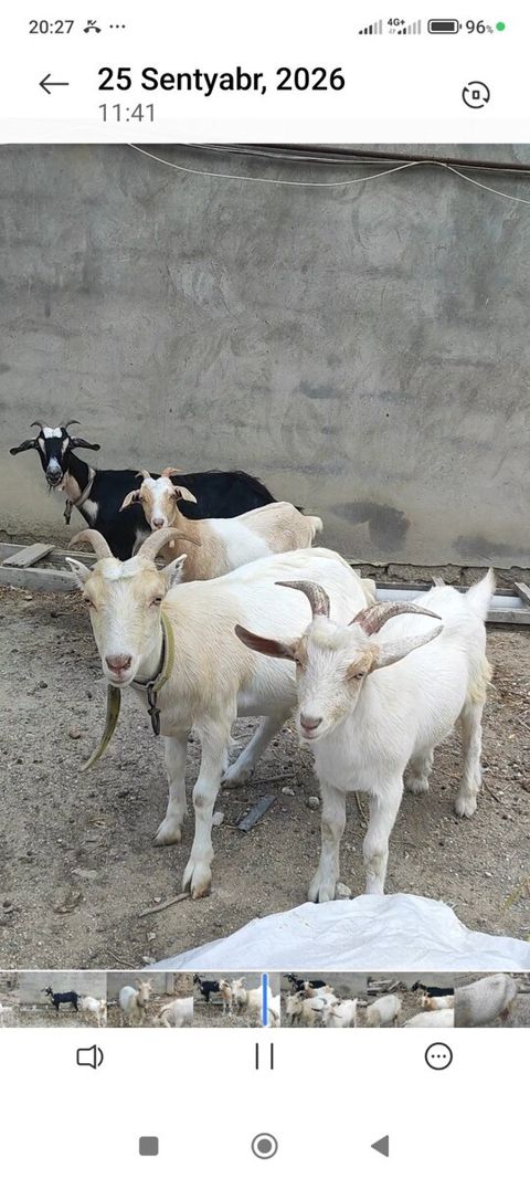 Keçilər — Bakı