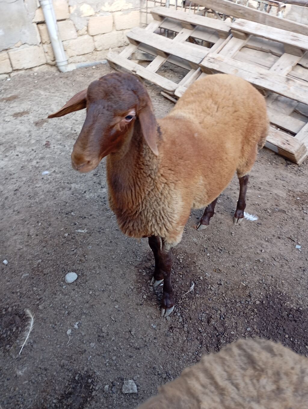 Erkey togludu fevral quzusudu — Kənd təsərrüfatı heyvanları, Xırdalan (3)